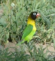 Yellow-collared Lovebird p.180