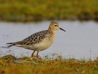 Buff-breasted Sandpiper (Tryngites subruficollis)