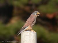 황조롱이 Kestrel Falco tinnunculus