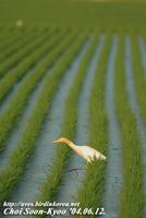 Fig. 12. Cattle Egret : 황로