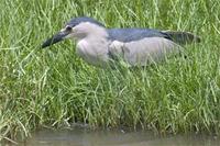 'Auku'u ~ Black-Crowned Night-Heron Nycticorax nycticorax hoactli