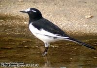 Fig. 10. Japanese Wagtail : 검은등할미새