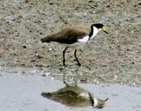 Masked Lapwing