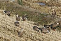 개리(Anser cygnoides)  (Swan Goose)