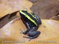 Green Banded Phyllobates aurotaenia