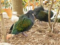 Nicobar Pigeons