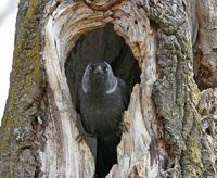 Jackdaw (Corvus monedula)