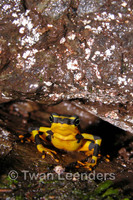 : Atelopus varius; Harlequin Frog