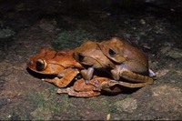 : Boophis madagascariensis