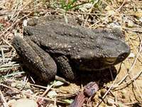 : Bufo asper; Giant Indonesian Toad