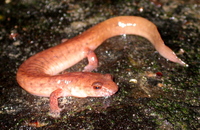 : Gyrinophilus porphyriticus porphyriticus; Northern Spring Salamander