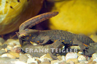 : Paramesotriton hongkongensis