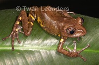 : Phlyctimantis boulengeri
