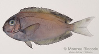 : Acanthurus thompsoni