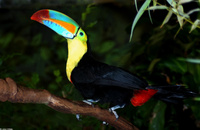 : Ramphastos sulfuratus; Keel-billed Toucan