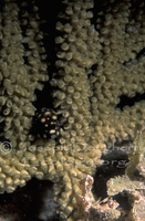 : Lactophrys triqueter; Trunkfish (juvenile);