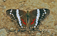: Anartia fatima