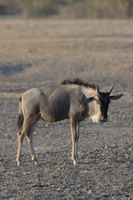: Connochaetes taurinus; Wildebeeste
