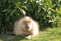 : Hydrochoerus hydrochaeris; Capybara
