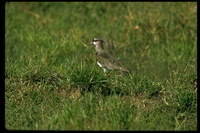 : Vanellus chilensis; Lapwing