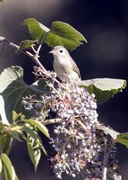 : Vireo gilvus; Warbling Vireo