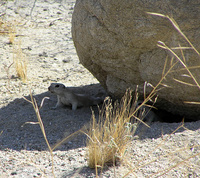: Spermophilus tereticaudus chlorus; Palm Springs Round-tailed Ground Squirrel