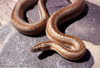 : Charina trivirgata gracia; Desert Rosy Boa