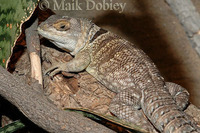 : Oplurus cuvieri; Cuvier's Madagascar Swift