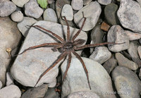 : Dolomedes sp.; Fishing Spider