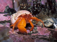 : Elassochirus gilli; Pacific Red Hermit Crab