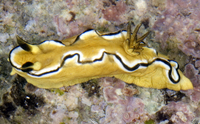 : Glossodoris sibogae