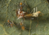 : Zelus sp.; Assassin Bug