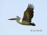 Photo of pelikán skvrnozobý Pelecanus philippensis Spot-billed Pelican Graupelikan