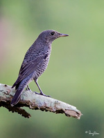 Blue Rock-Thrush (female) Scientific name - Monticola solitarius