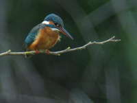 Alcedo atthis Common Kingfisher カワセミ♀