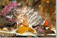 ...o protect its eggs and itself., Rhamphocottus richardsoni, Phillip Colla, all rights reserved wo...