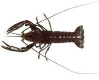 Redclaw - Cherax quadricarinatus