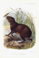 Joseph Smit Plate Dasyprocta antillensis