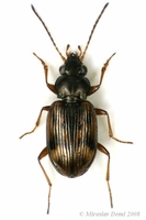 Notaphus semipunctatus