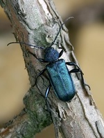 Callidium violaceum var. virescens