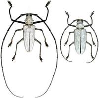 Batocera una