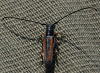 Phytoecia vittipennis vittipennis