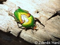 Eudicella woermanni