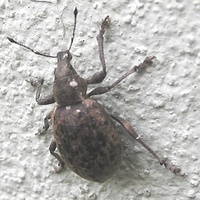 Liophloeus tessulatus