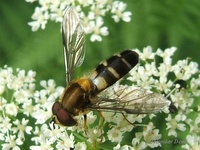 Leucozona glaucia