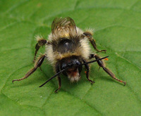 Bombus sylvarum - Shrill carder-bee