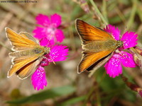 Thymelicus sylvestris - Small Skipper