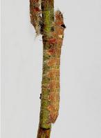 Gastropacha populifolia