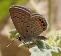 Chilades trochylus - Grass jewel