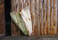 Apamea lithoxylea - Light Arches